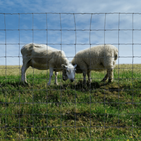 Grillage dans un champ avec des moutons