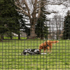 Grillage jarditor super 50x50 dans un parc à chien