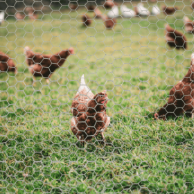Poule en plein air avec du grillage triple torsion