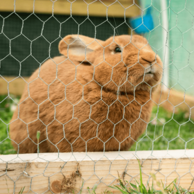 Lapin en cage avec du grillage triple torsion