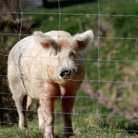 Cochon parquer par du grillage noué série lourd