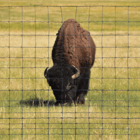 Bison protégé par du grillage série super lourd