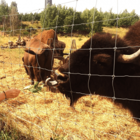 Champ de bison clôturer par du grillage noué série super lourd