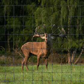 Cerf parquer par du grillage noeuds fixes