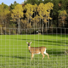 Biche parquer avec du grillage soudé autroute
