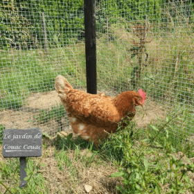 Grillage à poule avec Couac Couac